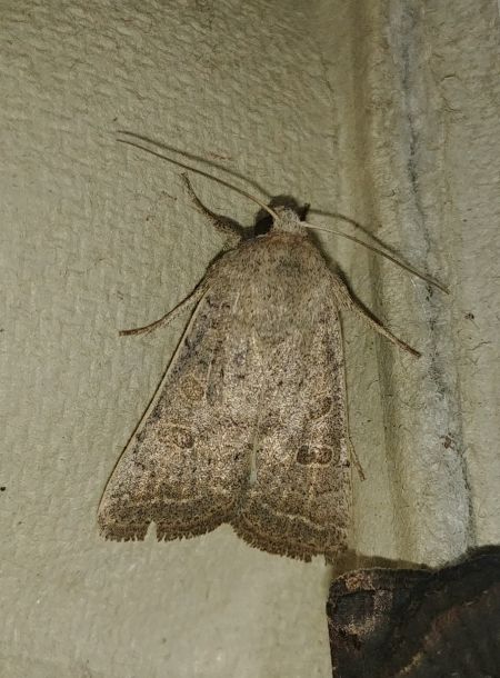 Hoplodrina indéterminé 