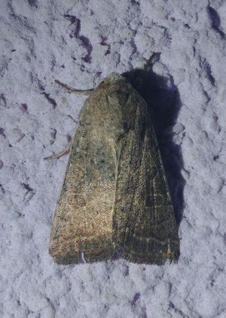 Hoplodrina sp. 