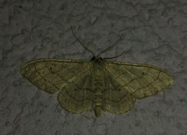 Idaea straminata 