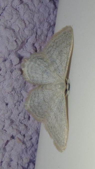 Idaea subsericeata 