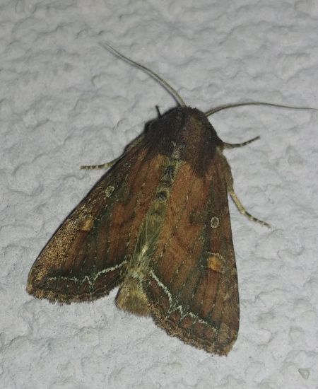 Noctuelle des potagers 