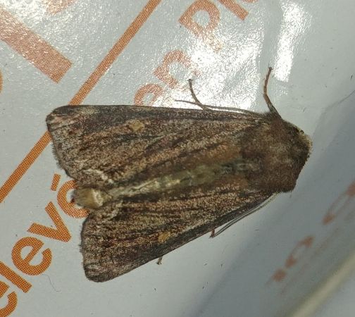 Noctuelle des potagers 