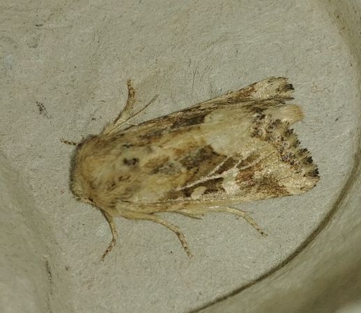 Luperina dumerilii 