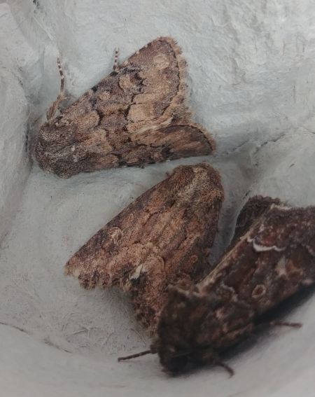 Luperina testacea 