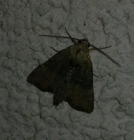 Mesoligia furuncula 