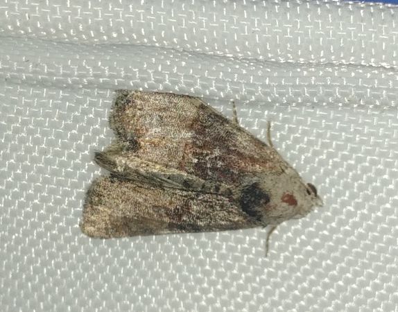 Mesoligia furuncula 