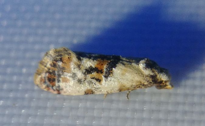 Cochylis hybridella 