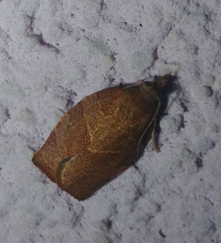 Pandemis cerasana 