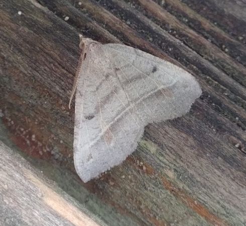 Macaria artesiaria 