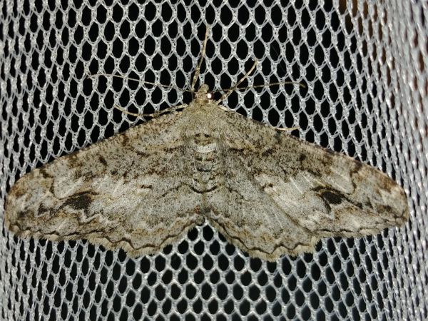Alcis bastelbergeri 