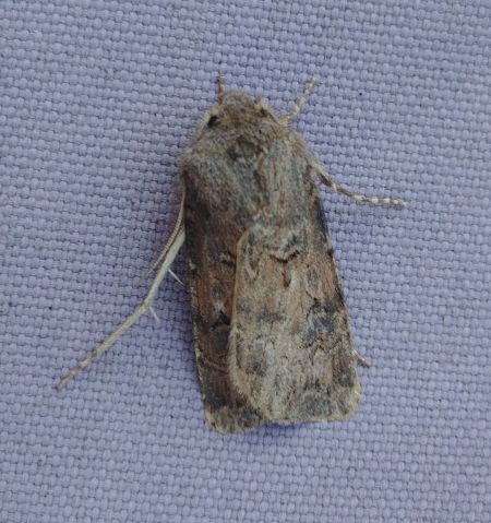 Noctuelle trapue 