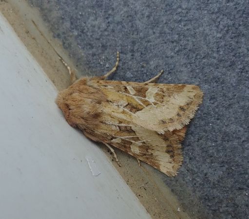 Luperina dumerilii 
