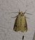 Noctuelle putride 