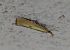 Agriphila inquinatella 
