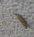 Agriphila inquinatella 
