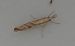 Agriphila inquinatella 