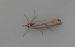 Agriphila inquinatella 