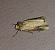 Noctuelle putride 