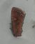 Noctuelle des potagers 
