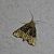 Mesoligia furuncula 