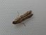 Phycitodes sp. 