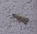 Phycitodes sp. 