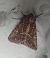 Noctuelle cythérée 