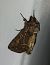 Noctuelle cythérée 