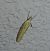 Agriphila inquinatella 