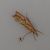 Agriphila inquinatella 