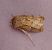 Noctuelle trapue 