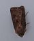 Noctuelle trapue 