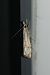 Catoptria falsella 