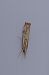 Catoptria falsella 