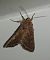 Noctuelle des potagers 