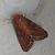 Noctuelle des potagers 