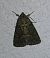 Noctuelle cythérée 