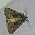 Noctuelle cythérée 