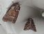 Noctuelle cythérée 