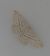 Idaea subsericeata 