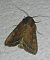 Noctuelle des potagers 