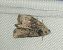 Mesoligia furuncula 