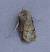 Noctuelle trapue 