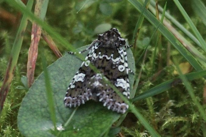 Crypsedra gemmea  - Jacques Thiriet