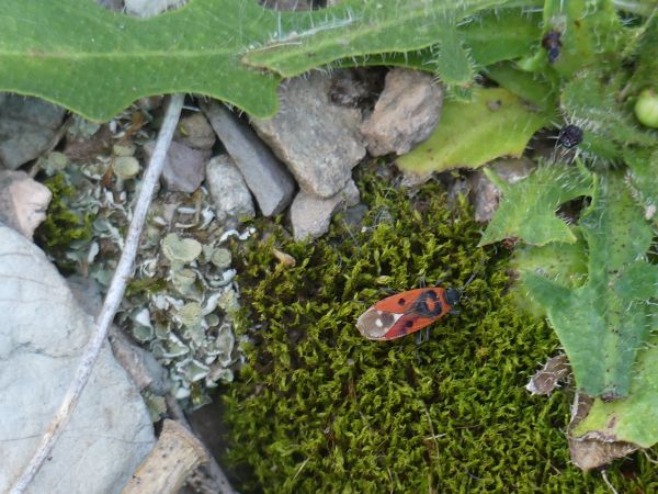 Melanocoryphus albomaculatus 