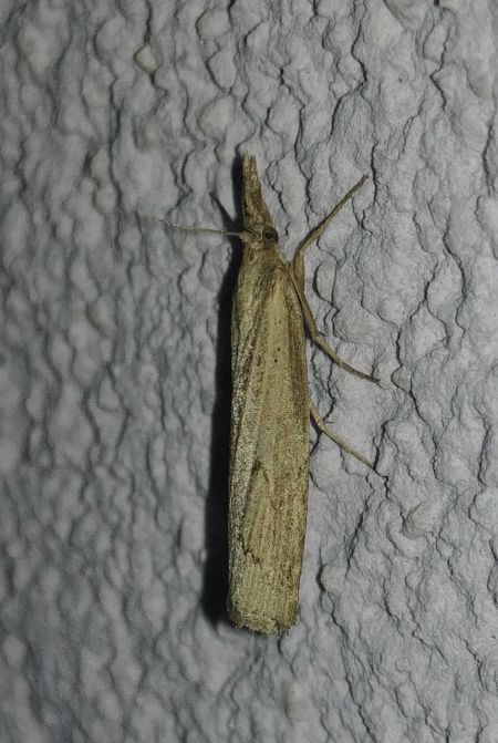 Agriphila geniculea 