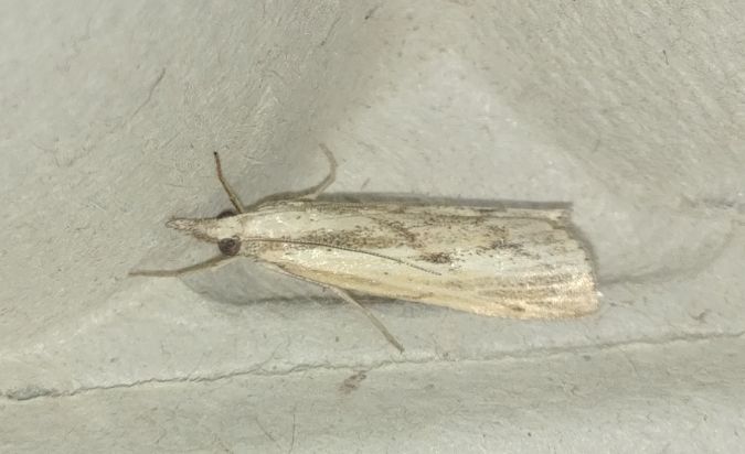 Agriphila geniculea 