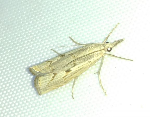 Agriphila geniculea 