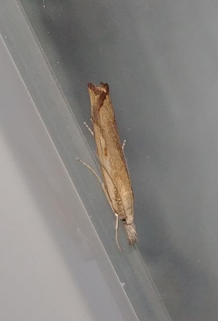 Agriphila inquinatella 