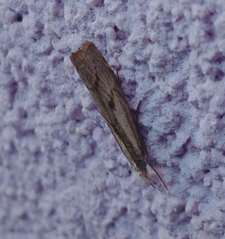 Agriphila inquinatella 